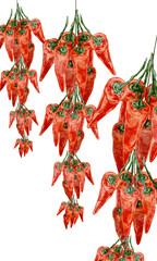 吊るされたとうがらしの手書き水彩風イラスト
