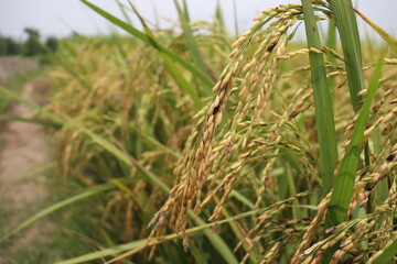 ripe paddy farm on field