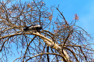 crow sits on a tree branch against blue sky