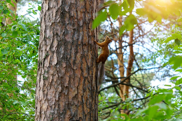 Small squirrel on a tree branch among the leaves on a bright day.