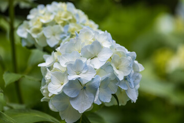 白と青のアジサイとボケ背景