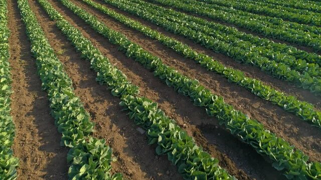 Aerial View Of Agriculture. Growing cabbage in the field. Shooting video from a drone