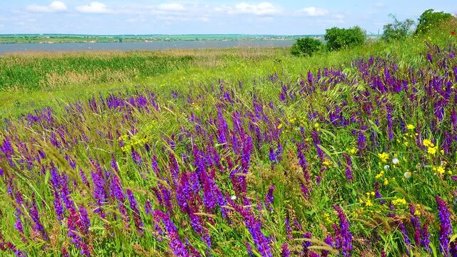 Blooming Ukrainian steppe, purple sage flowers among wild herbs. (Salvia pratensis) the meadow clary or meadow sage