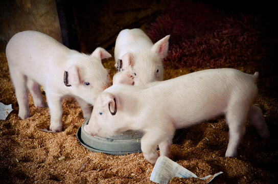 Petting zoo