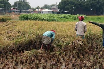 ripe paddy farm with a farmer