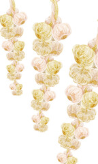 吊るされたにんにくの手書き水彩風イラスト
