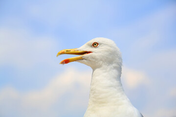 close up of a seagull. Roma. Italy
