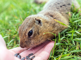 Human feeds a european gopher from his hand with sunflower seeds. Close-up. Portrait of a rodent....