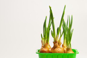 Young, green onions growing in the green pot on the white background