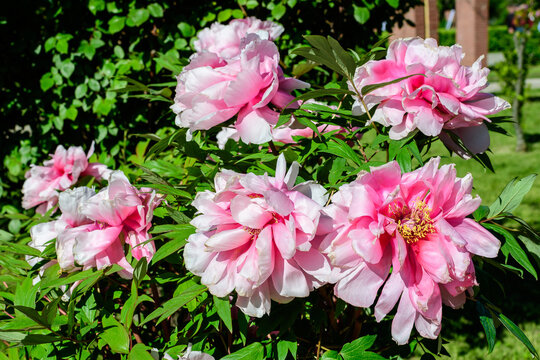 Bush with many large delicate pink peony flowers in direct sunlight, in a garden in a sunny summer day, beautiful outdoor floral background photographed with selective focus.