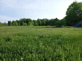 green grass in the park