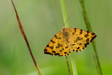 papillon panthère Pseudopanthera macularia en jour gris de printemps