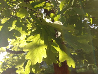 leaves in the sun