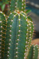 A large cactus with sharp thorns.