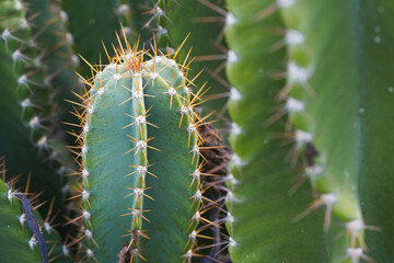 A large cactus with sharp thorns.