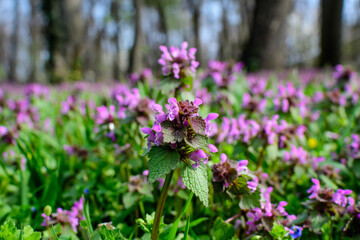 Obraz premium Many vivid dark purple flowers of Lamium album plant, commonly known as dead nettle in a forest in a sunny spring day, beautiful outdoor floral background photographed with soft focus.