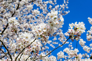 Large branch with white cherry tree flowers in full bloom towards clear blue sky in a garden in a sunny spring day, beautiful Japanese cherry blossoms floral background, sakura.