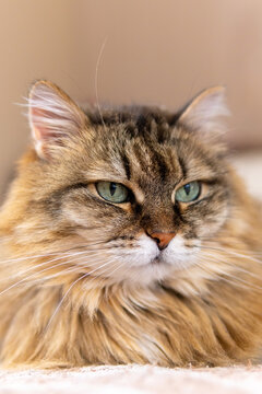 fluffy brown cat with green eyes is lying on the couch. vertical photo