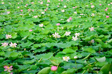 Delicate vivid pink and white water lily flowers (Nymphaeaceae) in full bloom and green leaves on a water surface in a summer garden, beautiful outdoor floral background photographed with soft focus.
