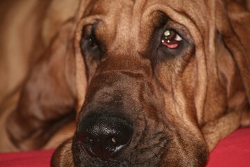 Bloodhound Pet Dog Portrait