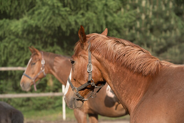 brown horse portrait on a farm, closeup of a brown horses in a  paddock