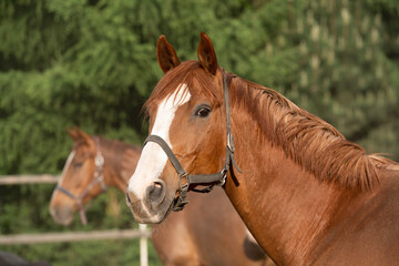Obraz premium Closeup of a horse in a paddock, beautiful brown horse looking curiously at the camera, sunny day