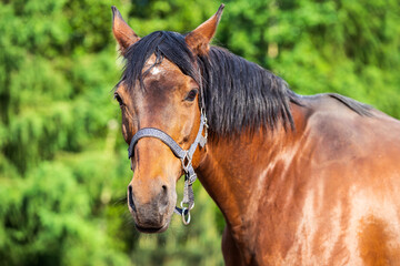 Fototapeta premium Closeup of a horse in a paddock, beautiful brown horse looking curiously at the camera