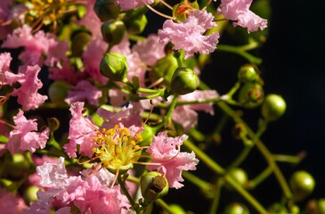 Tabebuia rosea pink flower on dark blurred background