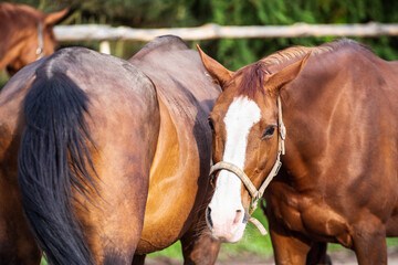 Two beautiful brown horses hugging each other, Closeup of a brown horses in a paddock