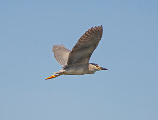 Fototapeta na wymiar Black-crowned night heron in flight