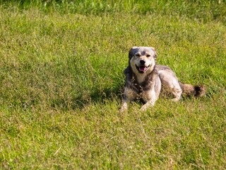 Homeless dog lying on  the lawn