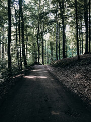 Naklejka premium path in the woods