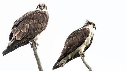 Osprey Pair, Isolated
