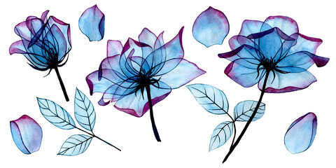 watercolor drawing transparent flowers and leaves of a rose of blue and pink color. clipart, set of flowers and leaves for wedding, invitations, congratulations