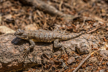 Eastern fence lizard closeup