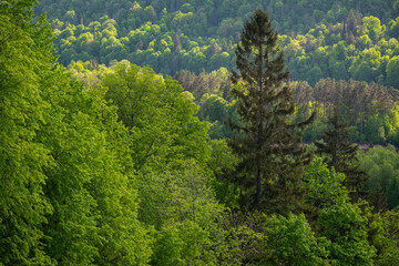 misty forest. far horizon. spruce and pine tree forest abstract texture background