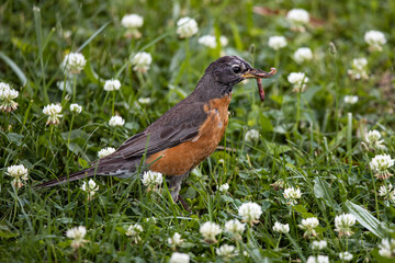 Robin Finding a Worm