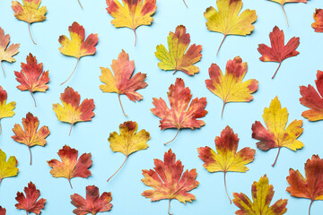Fototapeta na wymiar Beautiful autumn leaves on color background