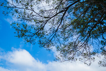 Green leaves