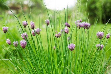 purple flowers close up