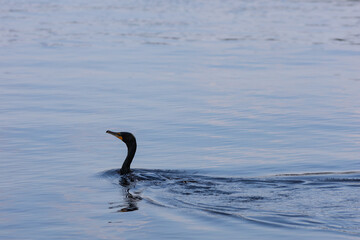 Fototapeta premium Cormorant swimming across the water