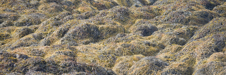 Seaweed growing on the beach at Arisaig the Scottish Highlands