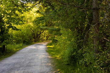 Curved pathway through the woods