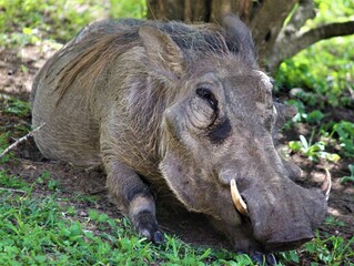 warthog lying on the ground