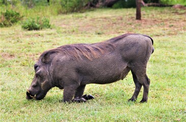 warthog in the wild kneeling