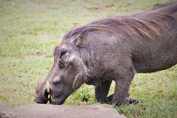 warthog in the wild kneeling