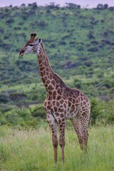 giraffe in wild