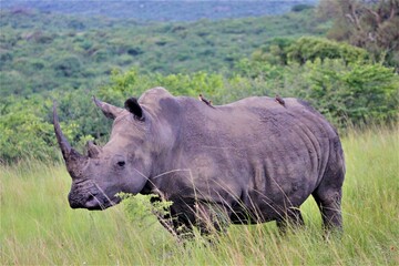 Fototapeta premium Rhino in the grass