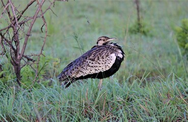 Bird in the wild