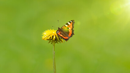 Gelbe Löwenzahnblüte mit Schmetterling